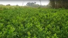 এক গাছ থেকে বছরের পর পর ডাল পাতা সংগ্রহ করা যায়।