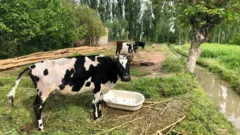 Ўзбекистонда ҳайвонларни идентификация қилиш учун тўловлар жорий этилди