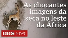 Girafa mortaapp b2xbetreserva no Quênia