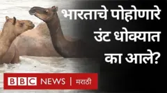 गुजरातच्या कच्छ प्रेदशातील खाऱ्या दलदली भागात खराई उंटाची जात राहते.