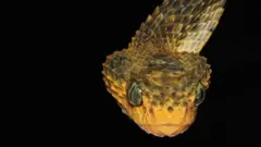 Atheris Viper (Bush Viper)