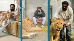 జైల్లో పెట్టిన సింహం