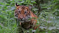 ইন্দোনেশিয়ার এই সুমাত্রা বাঘের আবাসভূমিতে তৈরি হচ্ছে দুটি বিশাল জলবিদ্যুৎ কেন্দ্র।