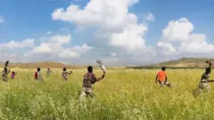ከማሳ ላይ አንበጣ የሚያባርሩ ወጣቶች
