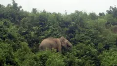 পাহাড়ে হাতি