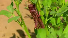 ਟਿੱਡੀ ਦਲ