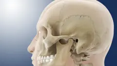 Human skull, artwork