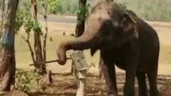 हाथी