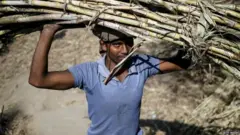 ऊस