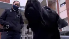 sniffer dog