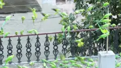 तोते