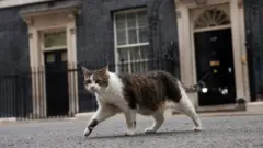 Larry the cat