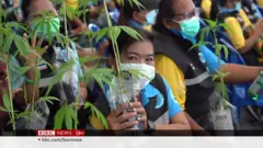 ထိုင်းမှာ ဆေးခြောက်ကို တရားဝင်ခွင့်ပြု