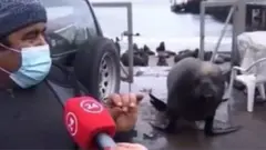 Simba-bahari