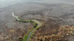 A few green trees stand among burnt land in Brazil's Pantanal