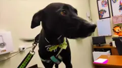 ራሱን ሐኪም ቤት የወሰደው ውሻ