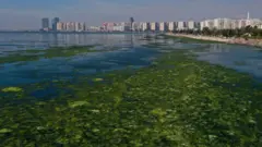 İzmir'in Karşıyaka ilçesindeki Bostanlı semtinde kıyıya yakın noktalar, "deniz marulu" adı verilen yosun türü nedeniyle yeşile büründü