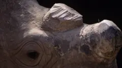 C'est à la scie souvent que les braconniers enlèvent les cornes de rhinocéros ou les abattent carrément