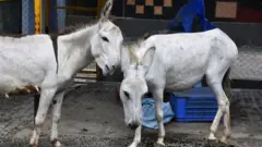गदहे