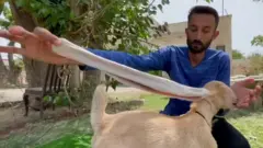 લાંબા કાનવાળું બકરીનું બચ્ચું