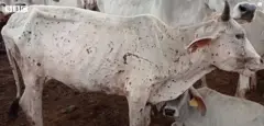 પશુ