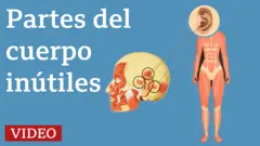 Ilustración partes del cuerpo