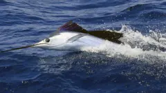 সেইলফিশ সবচেয়ে দ্রুত গতির মাছ