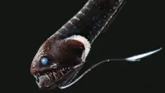 Idiacanthus antrostomus (c) Karen Osborn