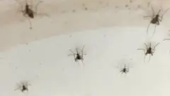 پشه