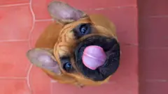 Собака
