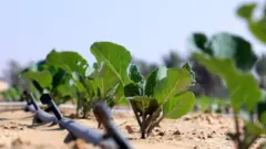 ખેતર