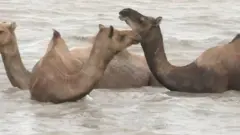 camel