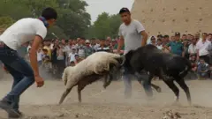 Бухорода қўчқор уриштириш