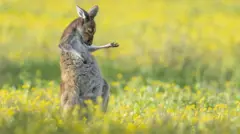 Australijanski sivi kengur