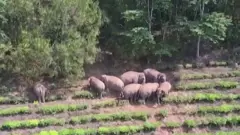 亞洲象群進入耕地