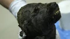frozen 'dog'
