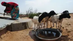 Xoolo dhaqato