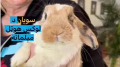 په شیکاګو کې سویان هوټل کې اوس د ژوولو لپاره کوډخې او لوکس ټغر لري. سویانو ته مساج او ښه خواړه ورکول کېږي.
