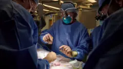 pig kidney transplant