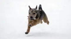 Winston, an eight-month-old Border Terrier, enjoys the snow for the first time near Windsor, Berkshire