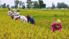 झापामा चैते धान काट्दै