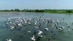 కొల్లేరు సరస్సు