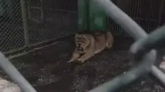 रेस्क्यू