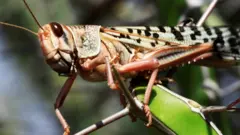 A desert locust seen in Somalia