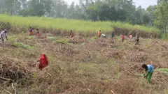 sugarcane
