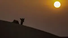 الخليج