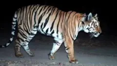 टाइगर