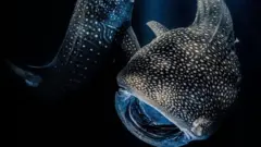 خمسة قروش حوتية تلتهم طعامها