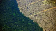 Área deforestada frente a área verde.