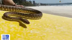 A snake on a surfboard